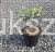 Świerk kłujący ‘Białobok’- Picea pungens