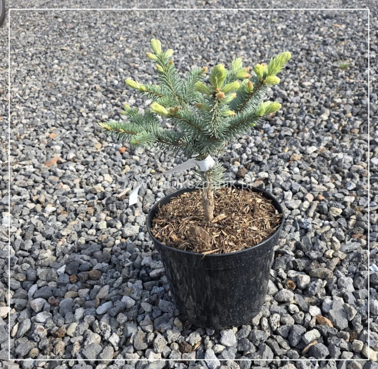 Świerk kłujący ‘Białobok’- Picea pungens