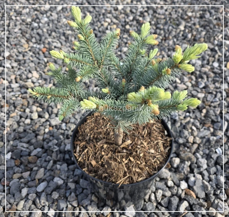 Świerk kłujący ‘Białobok’- Picea pungens