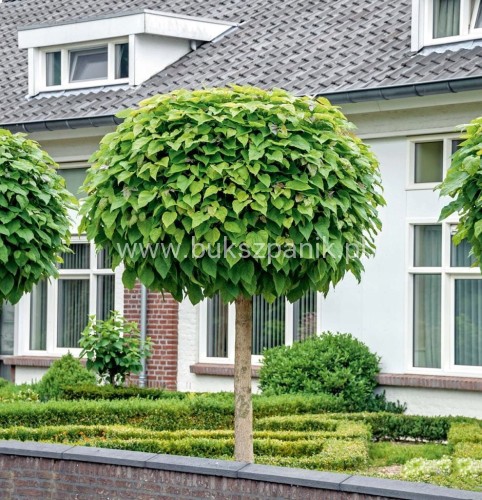 catalpa.jpg