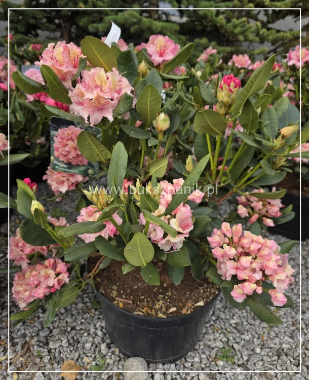 Różanecznik 'Brasilia'- Rododendron