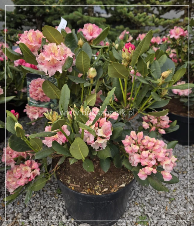 Różanecznik 'Brasilia'- Rododendron