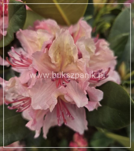 Różanecznik 'Brasilia'- Rododendron