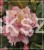 Różanecznik 'Brasilia'- Rododendron