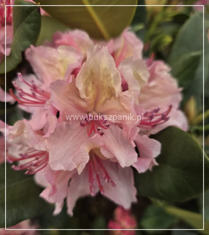 Różanecznik 'Brasilia'- Rododendron