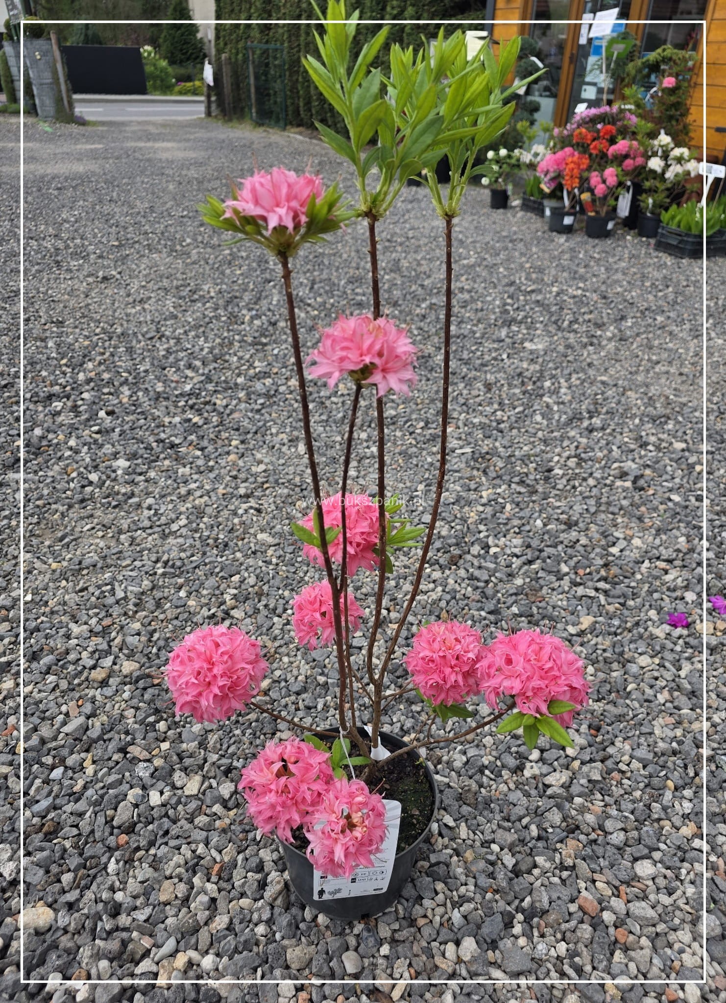 stickstoffdünger für rhododendron Rhododendron Dünger flüssig 500ml - 10 L main image 0