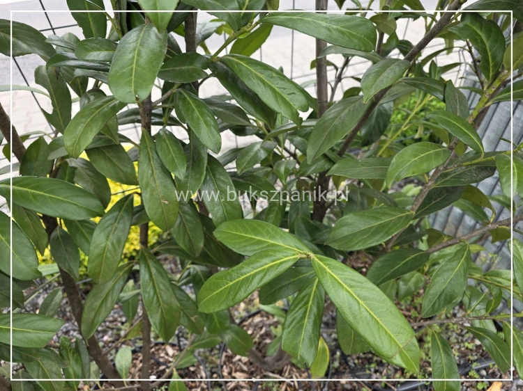 Laurowiśnia Caucasica