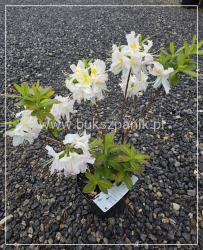 Azalia wielkokwiatowa- Azalia Rhododendron 'Oxydol'