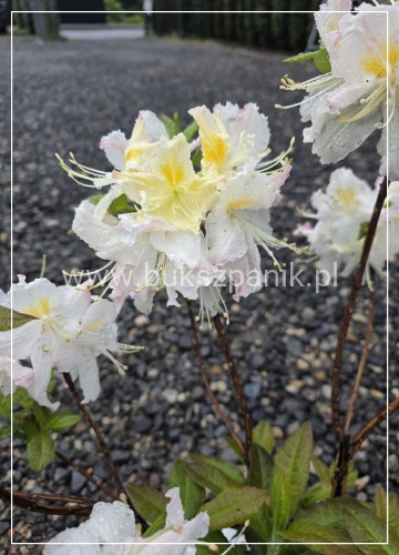 Azalia wielkokwiatowa- Azalia Rhododendron 'Oxydol'