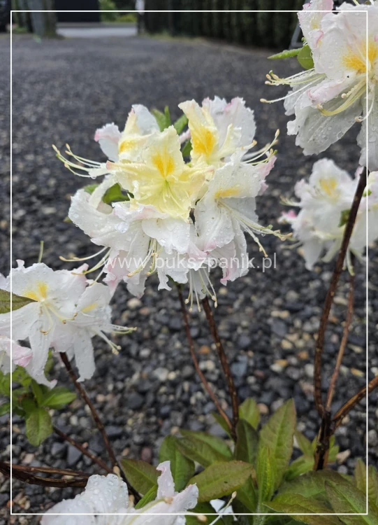 Azalia wielkokwiatowa- Azalia Rhododendron 'Oxydol'