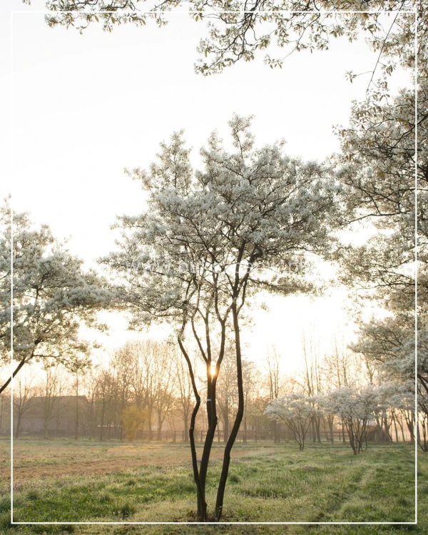 Świdośliwa Lamarcka - Amelanchier lamaeckii