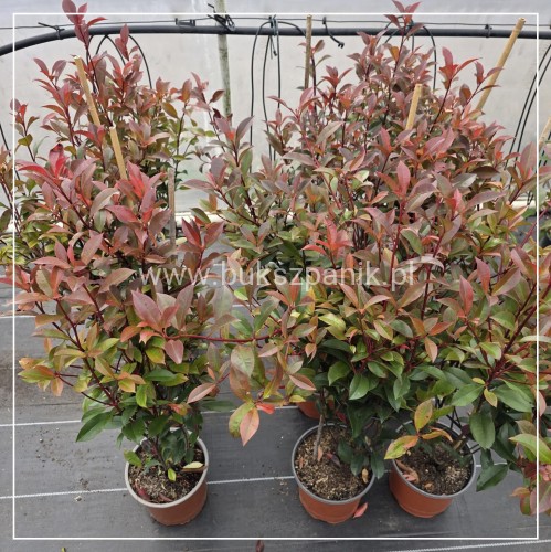 Głogownik - Photinia × fraseri ‘Compacta’ (