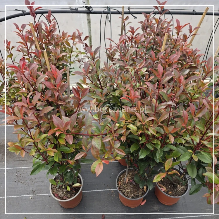 Głogownik - Photinia × fraseri ‘Compacta’ (