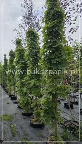 Klon pospolity Warmia- Acer platanoides ob. 10-12cm h: 3m (