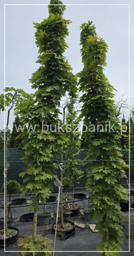 Klon pospolity Warmia- Acer platanoides ob. 10-12cm h: 3m