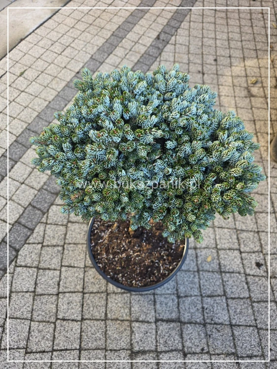 Jodła KOREAŃSKA Kohout's Icebreaker' Abies koreana