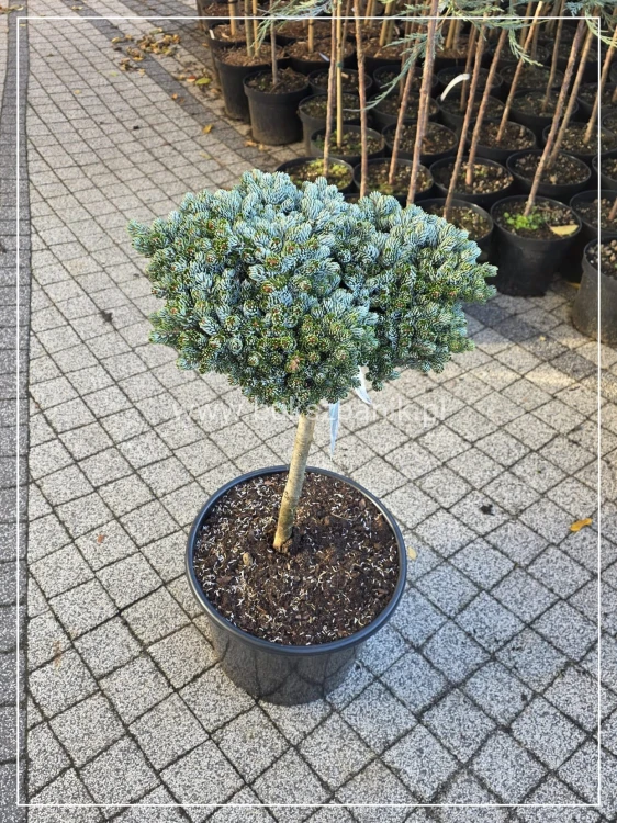 Jodła KOREAŃSKA Kohout's Icebreaker' Abies koreana