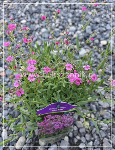 Gipsówka rozesłana 'Filou Rose'- Gypsophila repens