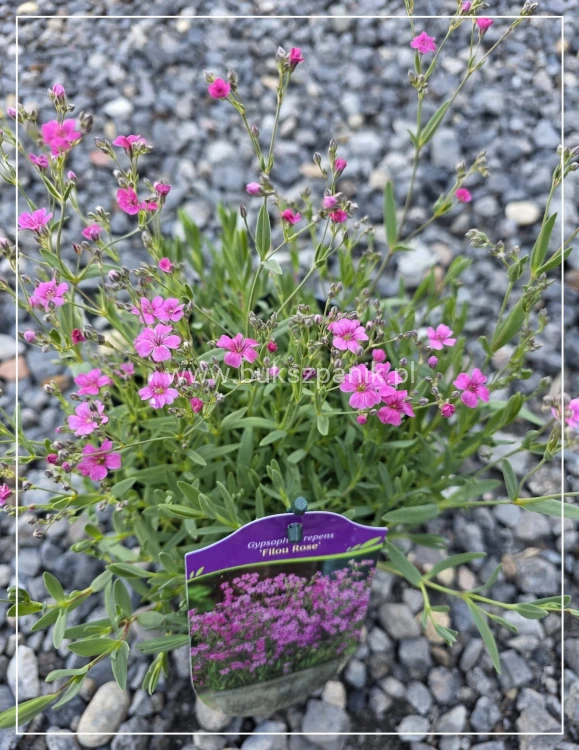 Gipsówka rozesłana 'Filou Rose'- Gypsophila repens