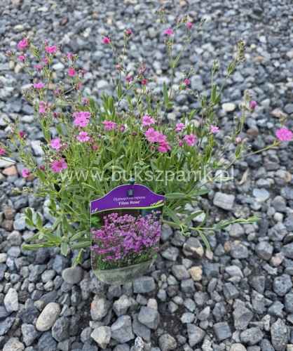 Gipsówka rozesłana 'Filou Rose'- Gypsophila repens