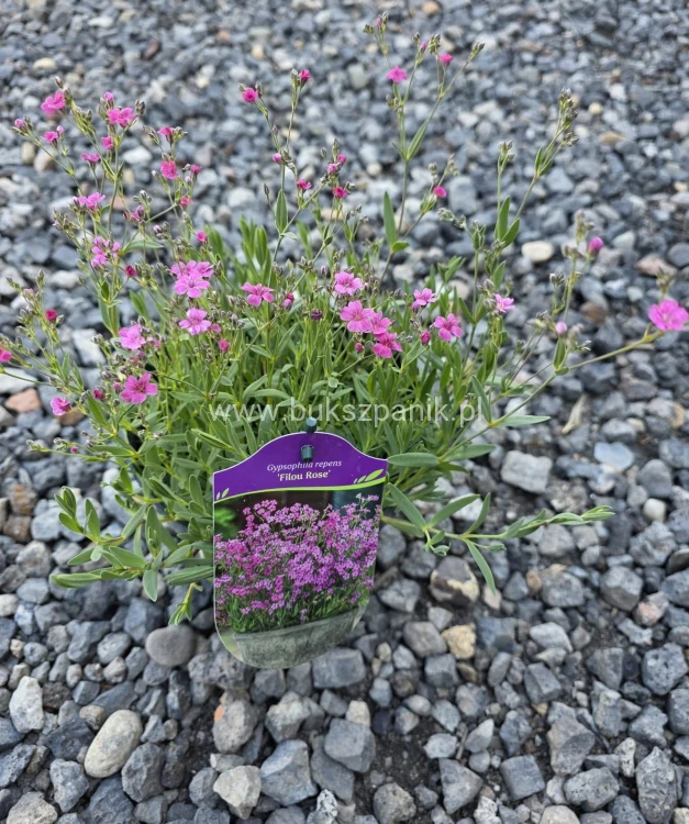 Gipsówka rozesłana 'Filou Rose'- Gypsophila repens