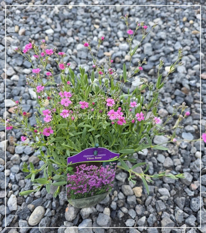Gipsówka rozesłana 'Filou Rose'- Gypsophila repens