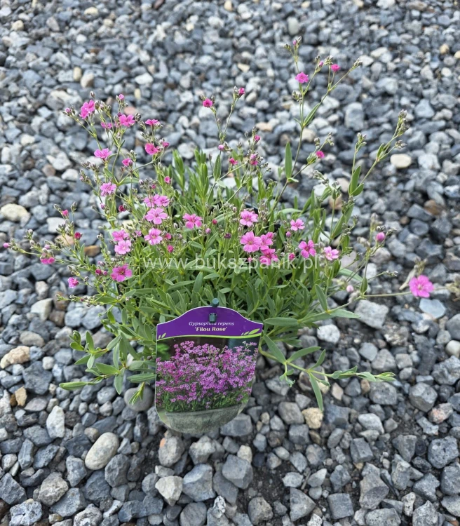 Gipsówka rozesłana 'Filou Rose'- Gypsophila repens