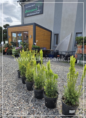 Cis pośredni- Taxus media Hicksii