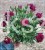 Goździk Dianthus caryophyllus Purple Dark Center.jpeg