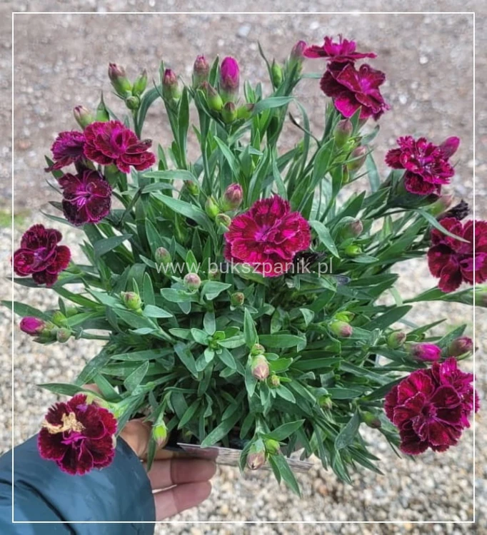 Goździk Dianthus caryophyllus Purple Dark Center.jpeg