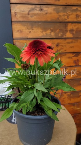 Jeżówka CARROT CAKE - Echinacea