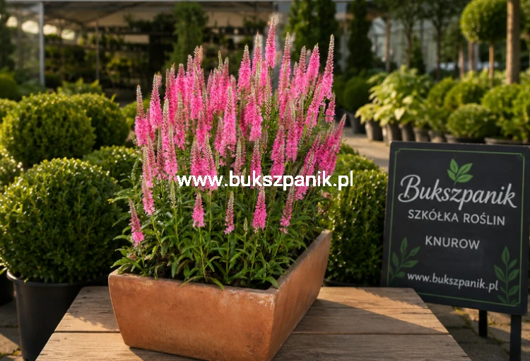 fuchsia.png