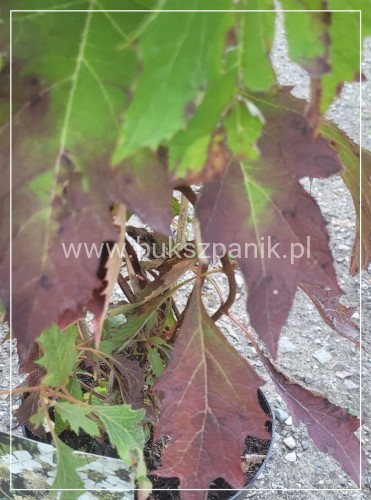 Hortensja dębolistna Ice Crystal - Hydrangea quercifolia