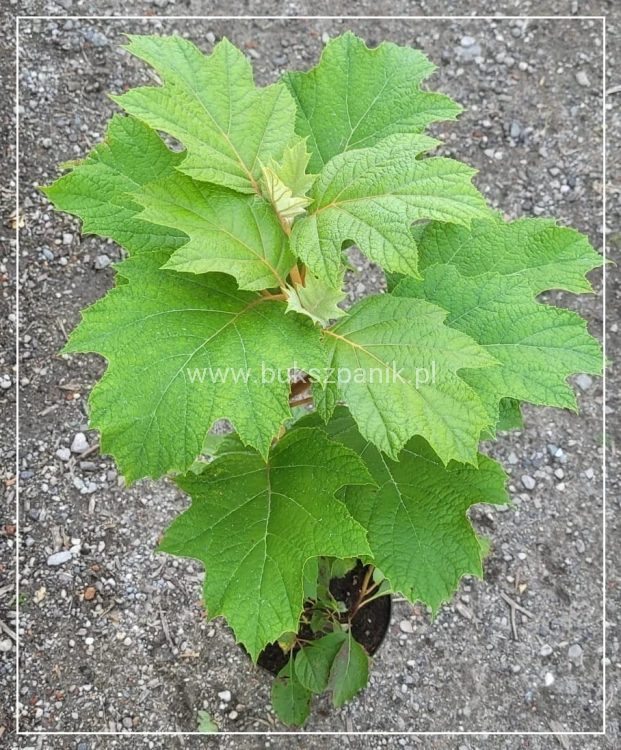 Hortensja dębolistna Snowflake - Hydrangea Quercifolia