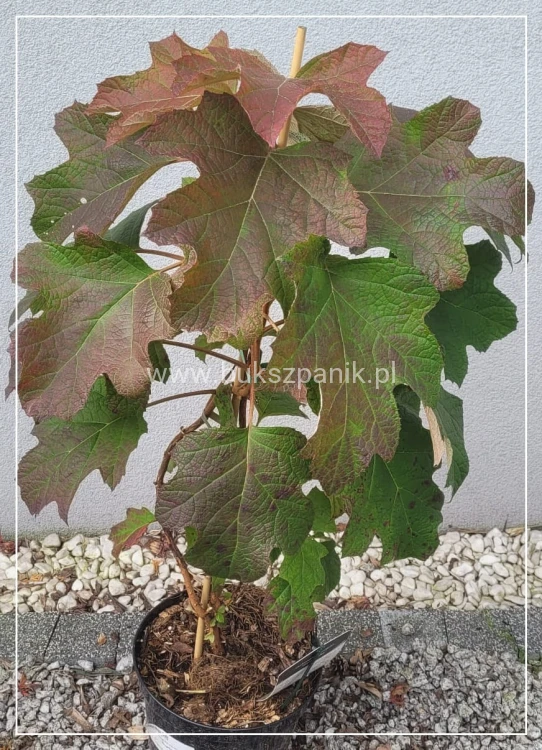 Hortensja dębolistna Snowflake - Hydrangea Quercifolia