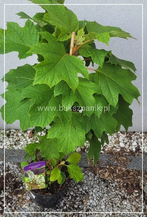 Hortensja dębolistna Snowflake - Hydrangea Quercifolia