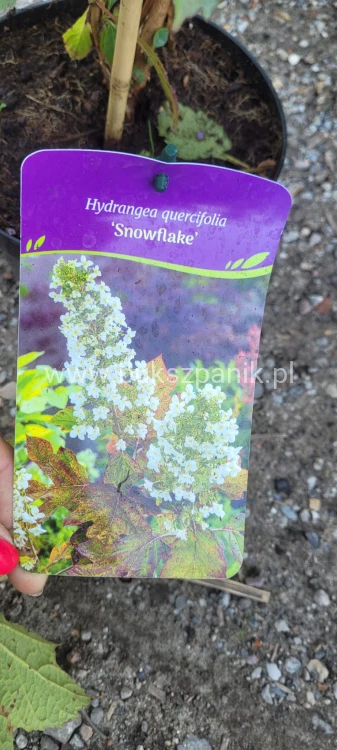 Hortensja dębolistna Snowflake - Hydrangea Quercifolia