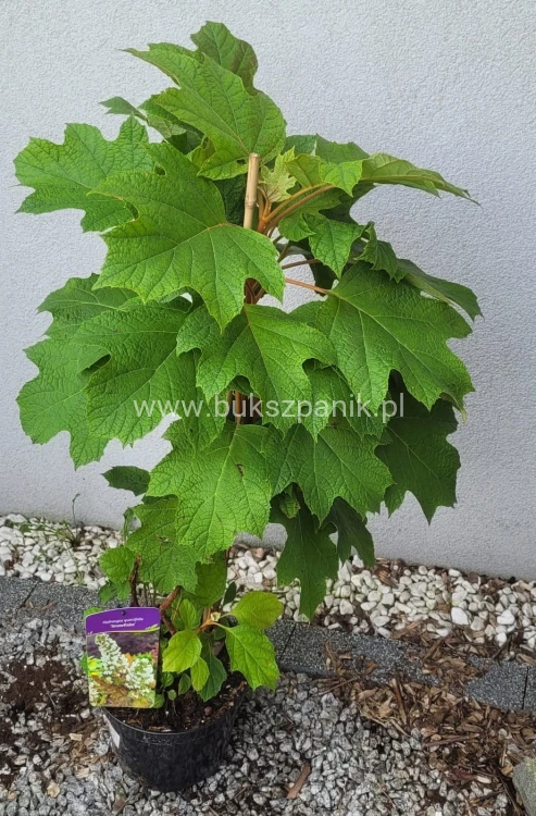 Hortensja dębolistna Snowflake - Hydrangea Quercifolia