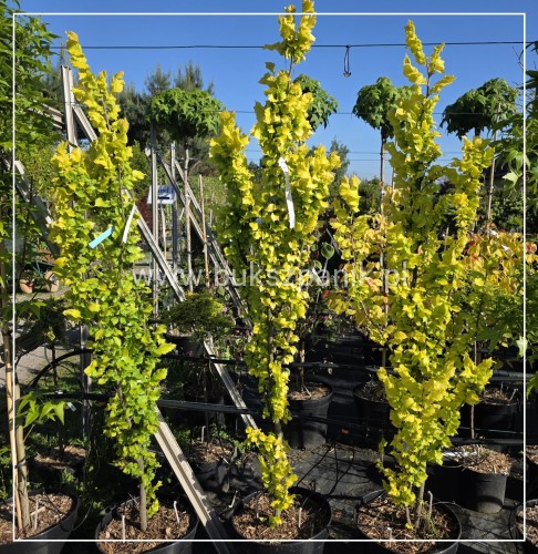 Wiąz holenderski 'Wredei'- Ulmus ×hollandica 175-200 (
