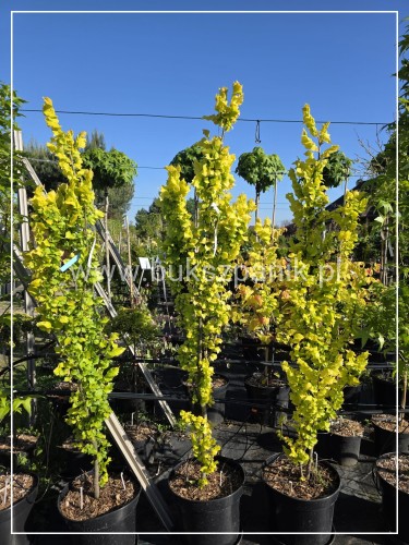 Wiąz holenderski 'Wredei'- Ulmus ×hollandica 175-200 (