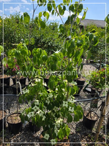 Dereń kousa CHINA GIRL - Cornus kousa C25l, h: 1.60-190cm