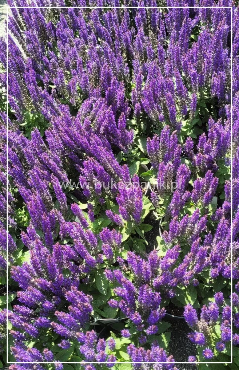 Szałwia omszona 'Rianne' Salvia nemorosa.jpeg