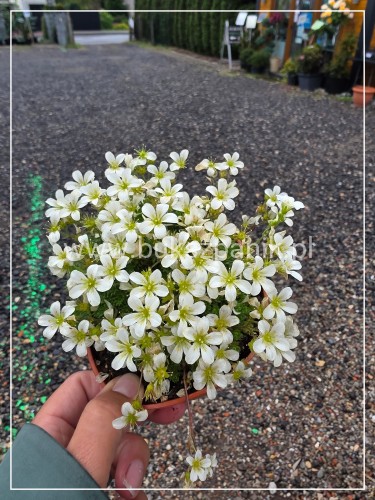 Skalnica Arendsa- Saxifraga x arendsii 'Scenic White'
