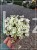 Skalnica Arendsa- Saxifraga x arendsii 'Scenic White'