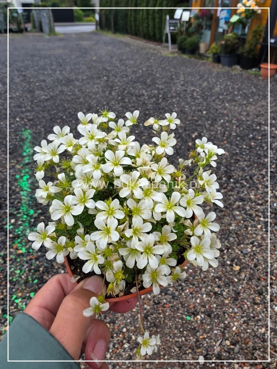 Skalnica Arendsa- Saxifraga x arendsii 'Scenic White'