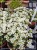 Skalnica Arendsa- Saxifraga x arendsii 'Scenic White'