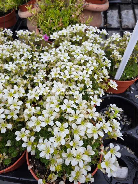Skalnica Arendsa- Saxifraga x arendsii 'Scenic White'
