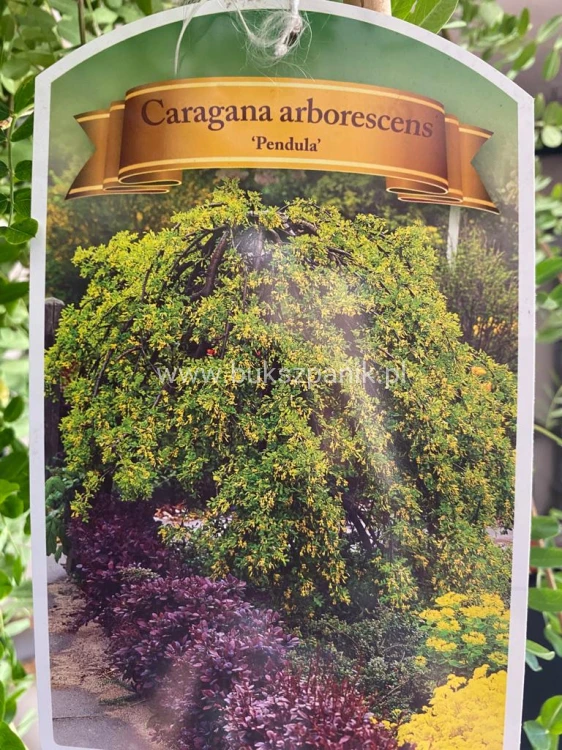 Karagana syberyjska- Caragana arborescens Pendula PA 100-140cm,