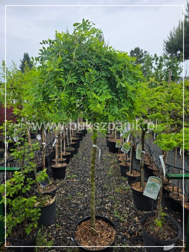 Karagana syberyjska- Caragana arborescens Pendula ob. 8-10cm
