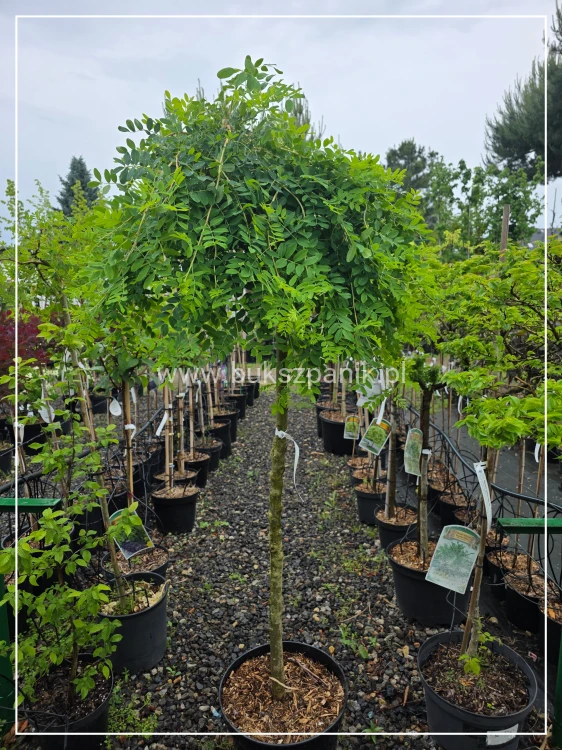 Karagana syberyjska- Caragana arborescens Pendula ob. 8-10cm